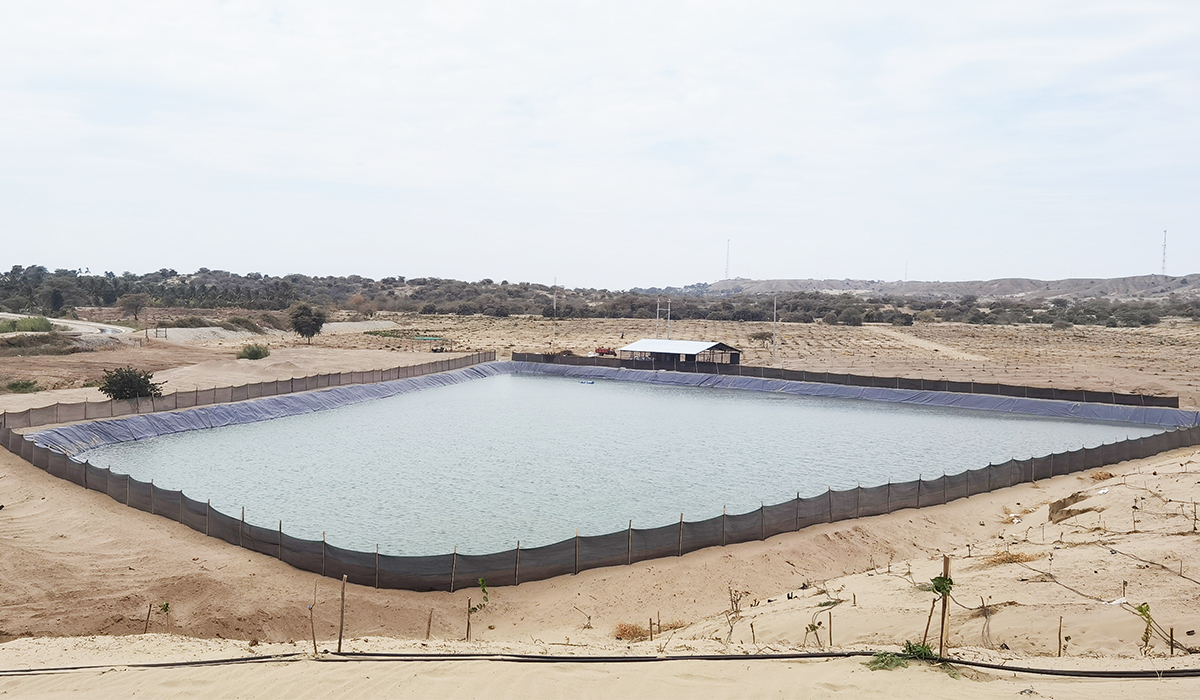 Campo de cultivo 1