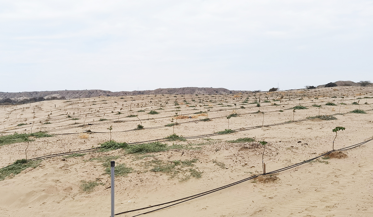 Campo de cultivo 2