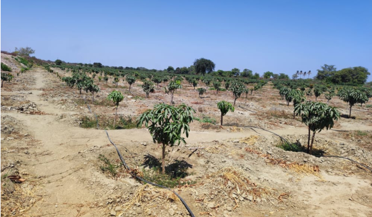 Campo de cultivo 5