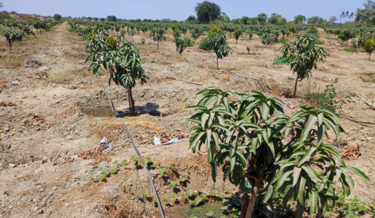 Campo de cultivo 6