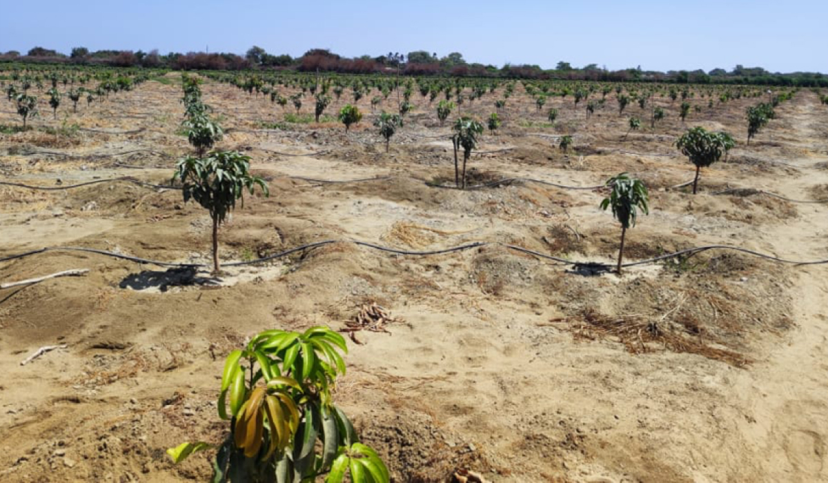 Campo de cultivo 7