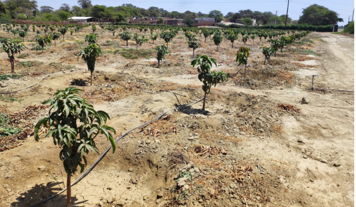 Campo de cultivo 8